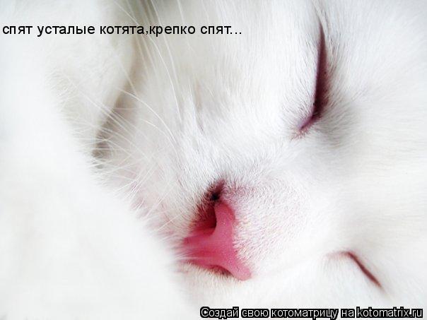 спят усталые котята крепко спят... ,... Котоматрица: спят усталые котята крепко спят... ,