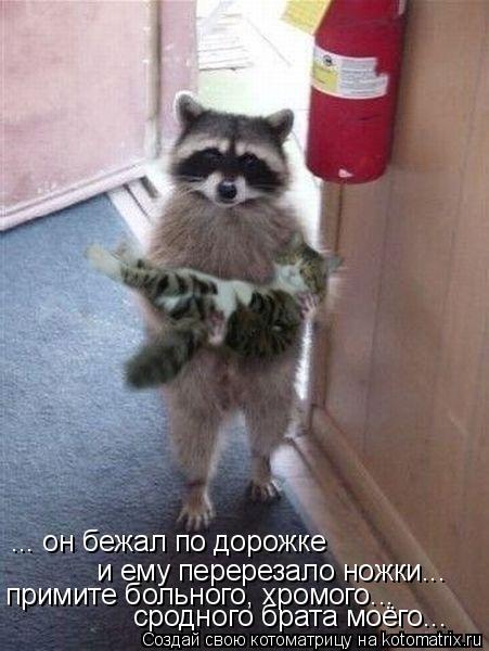 ... он бежал по дорожке и ему перерезало ножки... примите больного, хромого... сродного брата моёго..... Котоматрица: ... он бежал по дорожке и ему перерезало ножки... примите больного, хромого... сродного брата моёго...