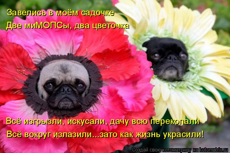 Завелись в моём садочке Две миМОПСы, два цветочка Всё изгрызли, искусали, дачу всю перекопали Всё вок... Котоматрица: Завелись в моём садочке Две миМОПСы, два цветочка Всё изгрызли, искусали, дачу всю перекопали Всё вокруг излазили...зато как жизнь украсили!