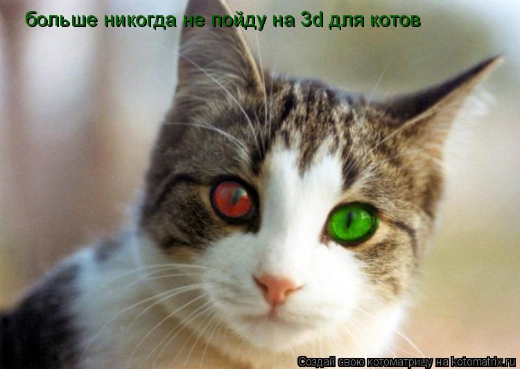 больше никогда не пойду на 3d для котов... Котоматрица: больше никогда не пойду на 3d для котов