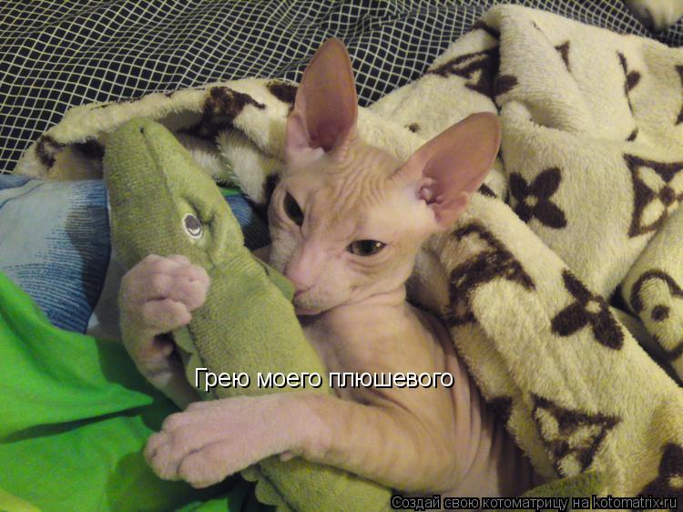Грею моего плюшевого... Котоматрица: Грею моего плюшевого