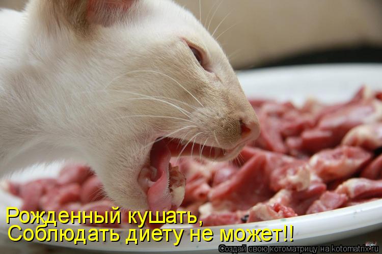 Соблюдать диету не может!! Рожденный кушать,... Котоматрица: Соблюдать диету не может!! Рожденный кушать,