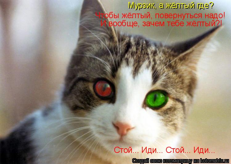 Мурзик, а жёлтый где? Чтобы жёлтый, повернуться надо! И вообще, зачем тебе жёлтый?! Стой... Иди... Ст... Котоматрица: Мурзик, а жёлтый где? Чтобы жёлтый, повернуться надо! И вообще, зачем тебе жёлтый?! Стой... Иди... Стой... Иди...