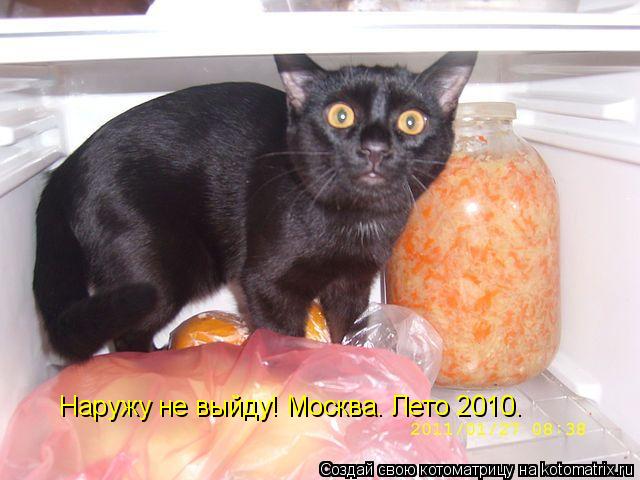 Наружу не выйду! Москва. Лето 2010.... Котоматрица: Наружу не выйду! Москва. Лето 2010.