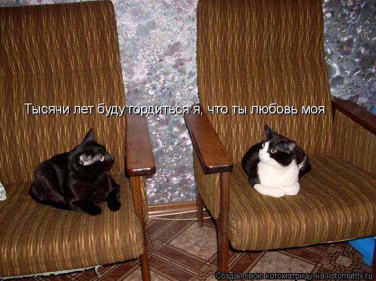 Тысячи лет буду гордиться я, что ты любовь моя... Котоматрица: Тысячи лет буду гордиться я, что ты любовь моя