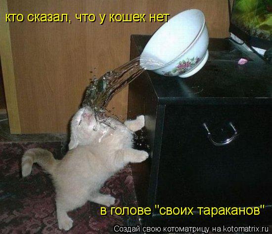 кто сказал, что у кошек нет в голове "своих тараканов"... Котоматрица: кто сказал, что у кошек нет в голове "своих тараканов"