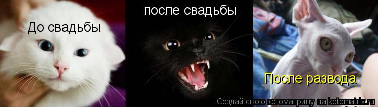 До свадьбы после свадьбы После развода... Котоматрица: До свадьбы после свадьбы После развода
