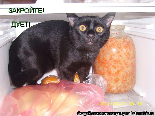 ЗАКРОЙТЕ! ДУЕТ!... Котоматрица: ЗАКРОЙТЕ! ДУЕТ!