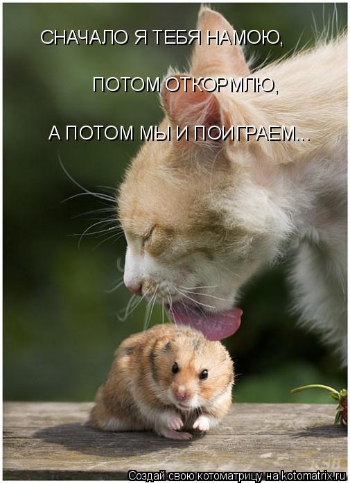 СНАЧАЛО Я ТЕБЯ НАМОЮ, ПОТОМ ОТКОРМЛЮ, А ПОТОМ МЫ И ПОИГРАЕМ...... Котоматрица: СНАЧАЛО Я ТЕБЯ НАМОЮ, ПОТОМ ОТКОРМЛЮ, А ПОТОМ МЫ И ПОИГРАЕМ...
