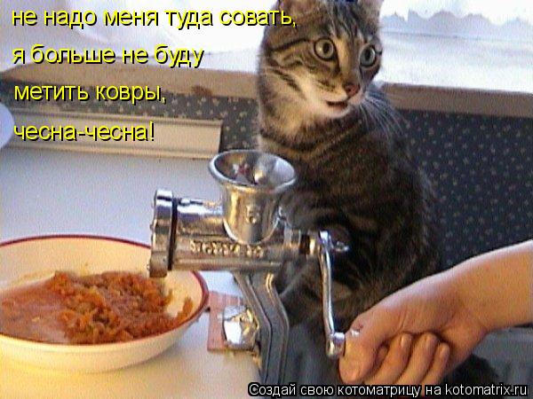 Котоматрица: не надо меня туда совать, я больше не буду  метить ковры, чесна-чесна!