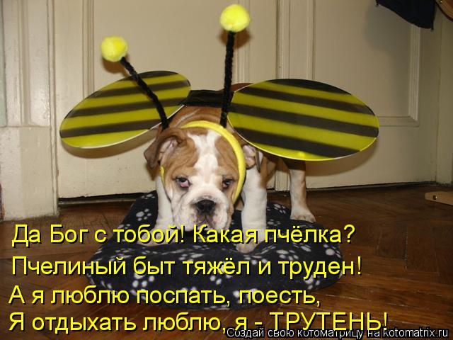 Да Бог с тобой! Какая пчёлка? Пчелиный быт тяжёл и труден! А я люблю поспать, поесть, Я отдыхать любл... Котоматрица: Да Бог с тобой! Какая пчёлка? Пчелиный быт тяжёл и труден! А я люблю поспать, поесть, Я отдыхать люблю, я - ТРУТЕНЬ!