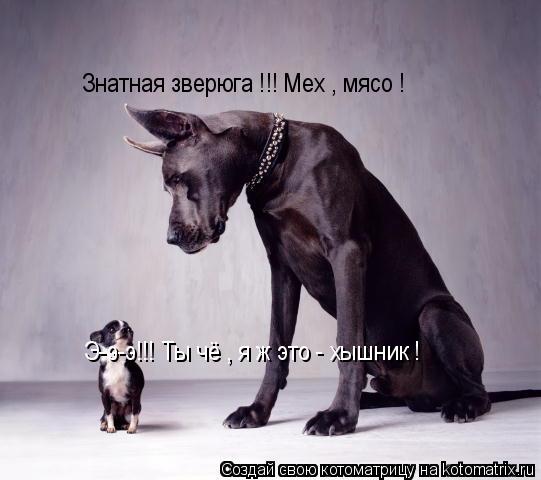 Котоматрица: Э-э-э!!! Ты чё , я ж это - хышник !  Знатная зверюга !!! Мех , мясо !