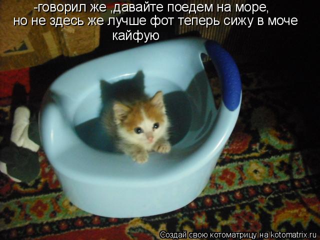 Котоматрица: -говорил же ,давайте поедем на море, но не здесь же лучше фот теперь сижу в моче  кайфую