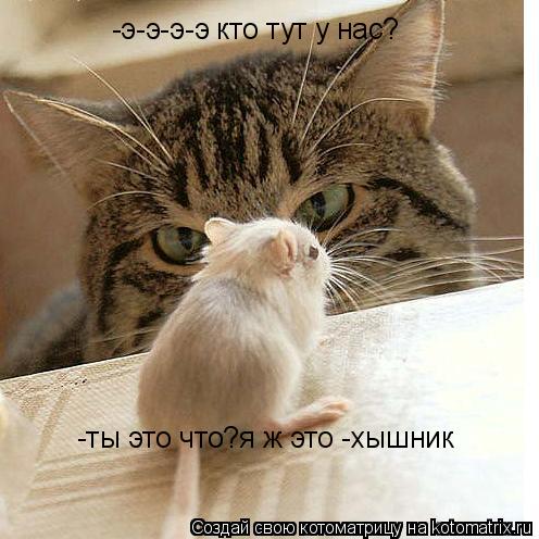 Котоматрица: -э-э-э-э кто тут у нас? -ты это что?я ж это -хышник
