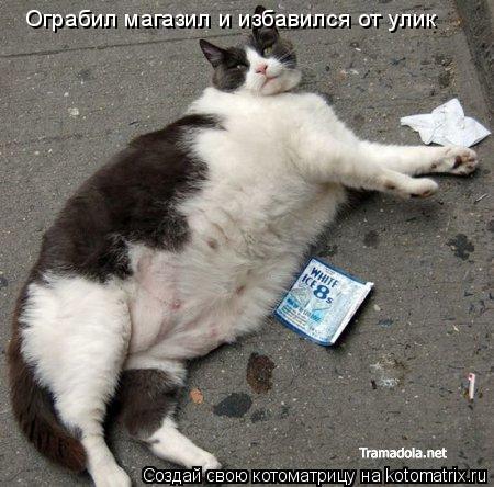 Котоматрица: Ограбил магазил и избавился от улик