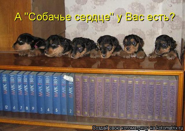 А "Собачье сердце" у Вас есть?... Котоматрица: А "Собачье сердце" у Вас есть?