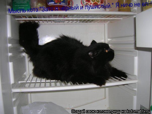 Мысль котэ:"Зато я чёрный и пушистый." Я ничо не ел!!!... Котоматрица: Мысль котэ:"Зато я чёрный и пушистый." Я ничо не ел!!!