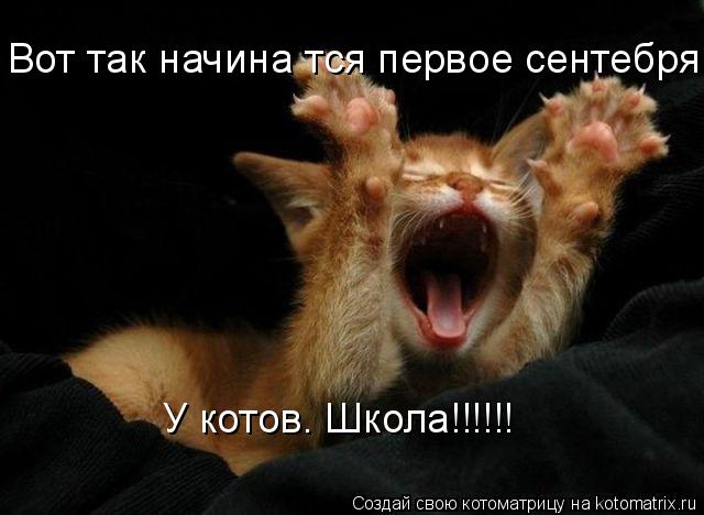Вот так начинаєтся первое сентебря У котов. Школа!!!!!!... Котоматрица: Вот так начинаєтся первое сентебря У котов. Школа!!!!!!
