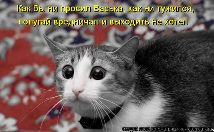 Котоматрица: Как бы ни просил Васька, как ни тужился, попугай вредничал и выходить не хотел