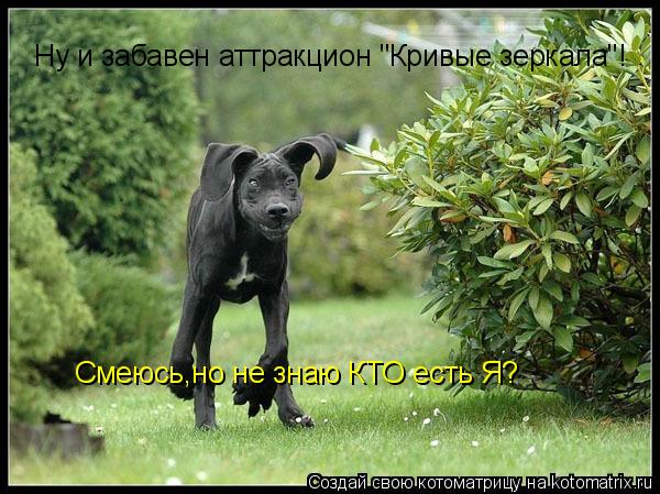 Ну и забавен аттракцион "Кривые зеркала"! Смеюсь,но не знаю КТО есть Я?... Котоматрица: Ну и забавен аттракцион "Кривые зеркала"! Смеюсь,но не знаю КТО есть Я?