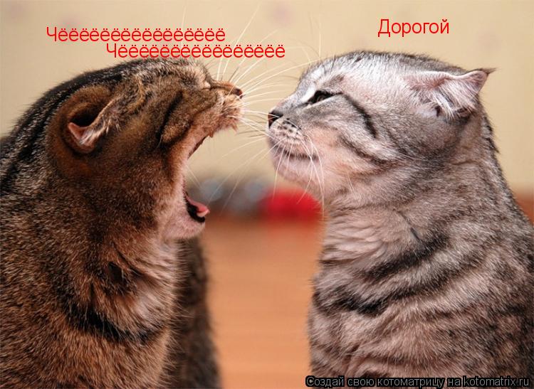 Дорогой Чёёёёёёёёёёёёёёёё Чёёёёёёёёёёёёёёёё... Котоматрица: Дорогой Чёёёёёёёёёёёёёёёё Чёёёёёёёёёёёёёёёё