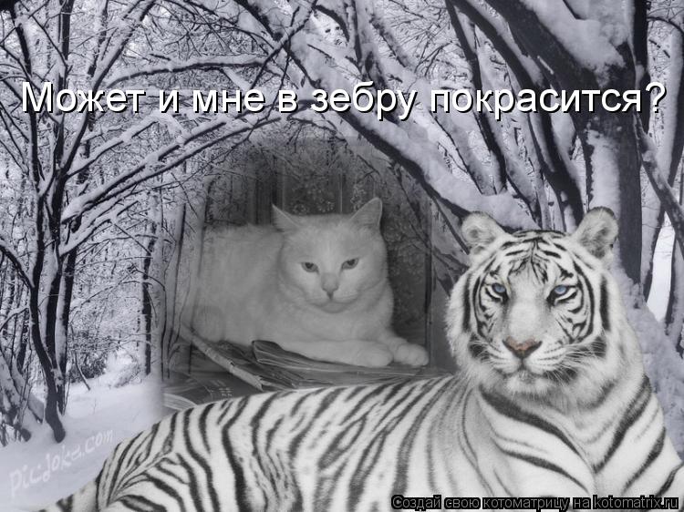Может и мне в зебру покрасится?... Котоматрица: Может и мне в зебру покрасится?