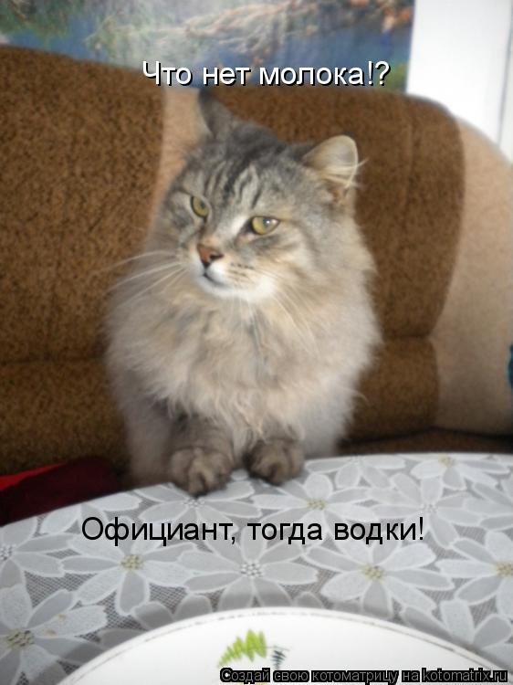 Что нет молока!? Официант, тогда водки!... Котоматрица: Что нет молока!? Официант, тогда водки!