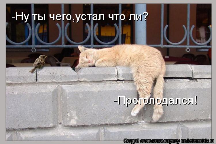 -Проголодался! -Ну ты чего,устал что ли?... Котоматрица: -Проголодался! -Ну ты чего,устал что ли?