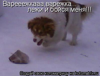 Котоматрица: Варееежкааа,варежка... лежи и бойся меня!!!
