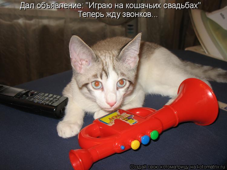 Котоматрица: Дал объявление: "Играю на кошачьих свадьбах" Теперь жду звонков...