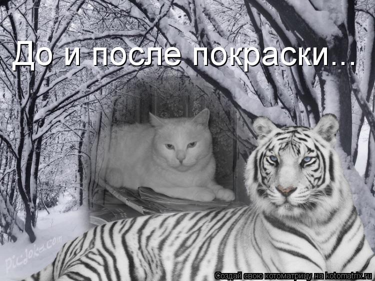 Котоматрица: До и после покраски...