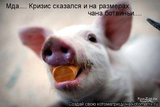 Котоматрица: Мда.... Кризис сказался и на размерах чана ботвиньи....