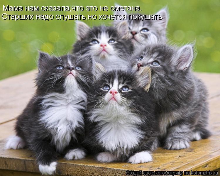 Котоматрица: Мама нам сказала,что это не сметана. Старших надо слушать,но хочется покушать