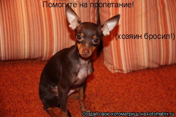 Котоматрица: Помогите на пропетание! (хозяин бросил!)