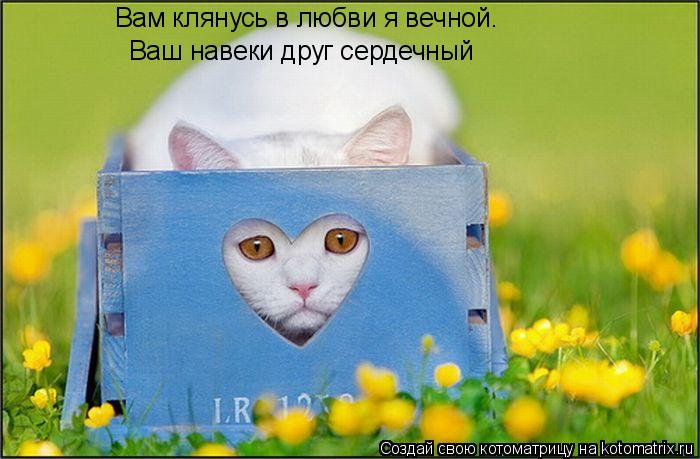 Котоматрица: Вам клянусь в любви я вечной. Ваш навеки друг сердечный