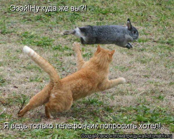 Котоматрица: Эээй!Ну куда же вы?! Я ведь только телефончик попросить хотел!...