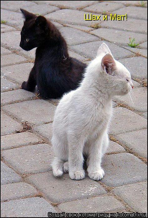 Котоматрица: Шах и Мат!