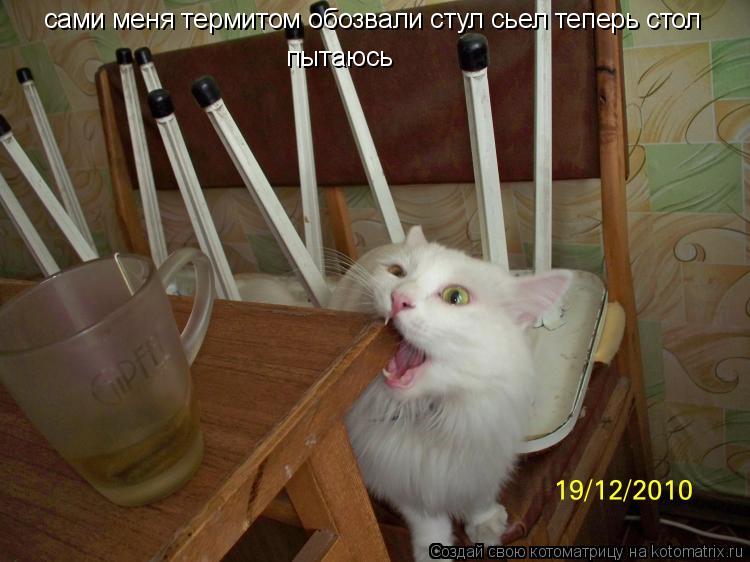 Котоматрица: сами меня термитом обозвали стул сьел теперь стол  пытаюсь