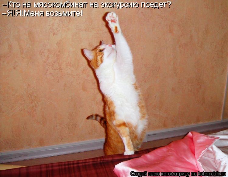 Котоматрица: --Кто на мясокомбинат на экскурсию поедет? --Я!Я!Меня возьмите!