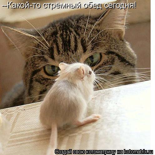 Котоматрица: --Какой-то стрёмный обед сегодня!