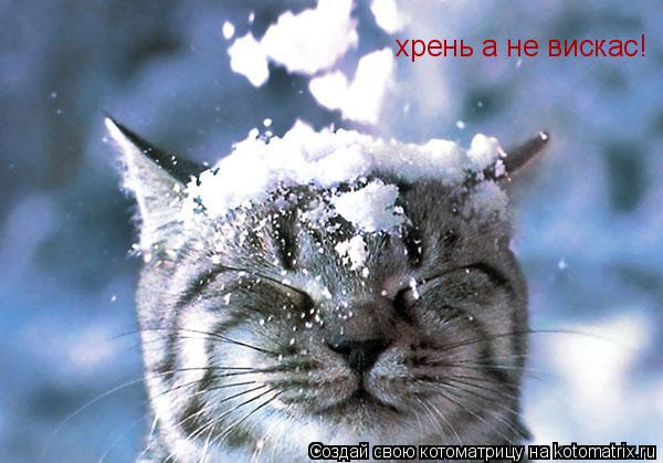 Котоматрица: хрень а не вискас!