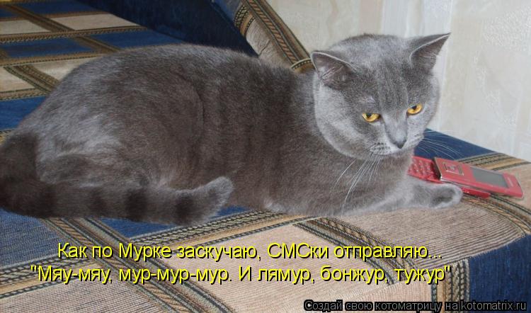 Котоматрица: Как по Мурке заскучаю, СМСки отправляю... "Мяу-мяу, мур-мур-мур. И лямур, бонжур, тужур"