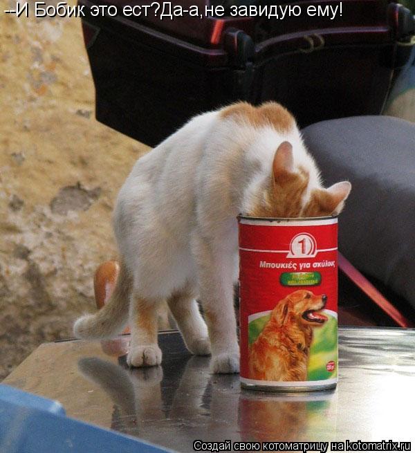 Котоматрица: --И Бобик это ест?Да-а,не завидую ему!