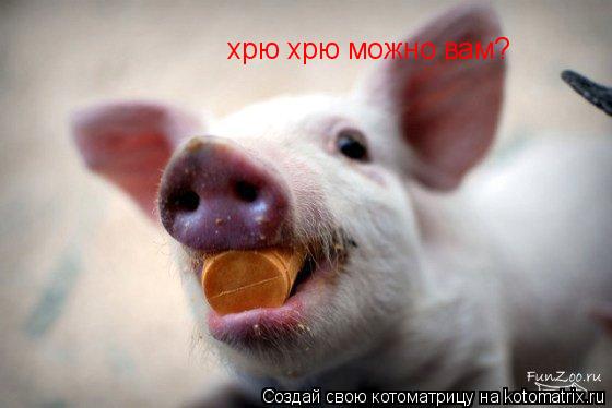 хрю хрю можно вам?... Котоматрица: хрю хрю можно вам?