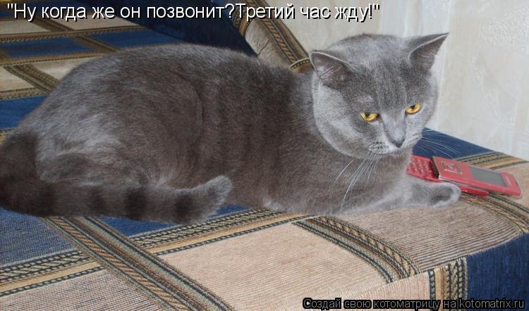 Котоматрица: "Ну когда же он позвонит?Третий час жду!"