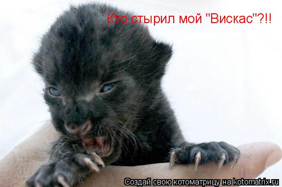 Котоматрица: Кто стырил мой "Вискас"?!!
