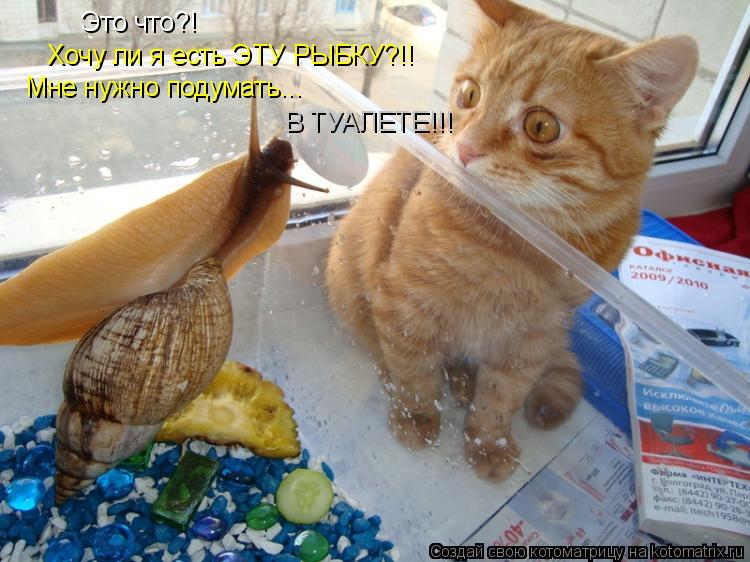 Котоматрица: Это что?! Хочу ли я есть ЭТУ РЫБКУ?!! Мне нужно подумать... В ТУАЛЕТЕ!!!