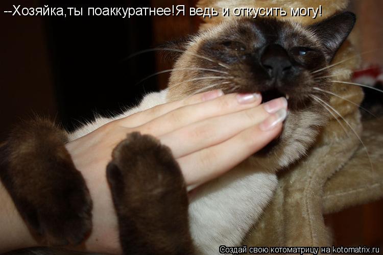 Котоматрица: --Хозяйка,ты поаккуратнее!Я ведь и откусить могу!