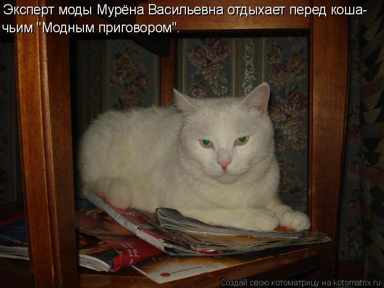 Котоматрица: Эксперт моды Мурёна Васильевна отдыхает перед коша- чьим "Модным приговором".