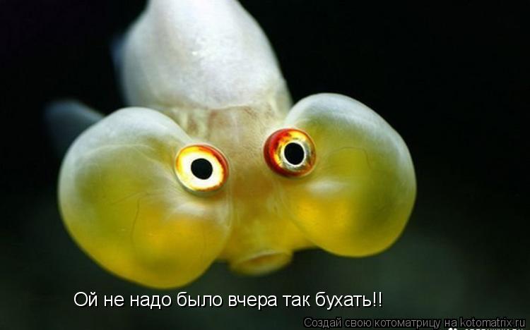 Котоматрица: Ой не надо было вчера так бухать!!